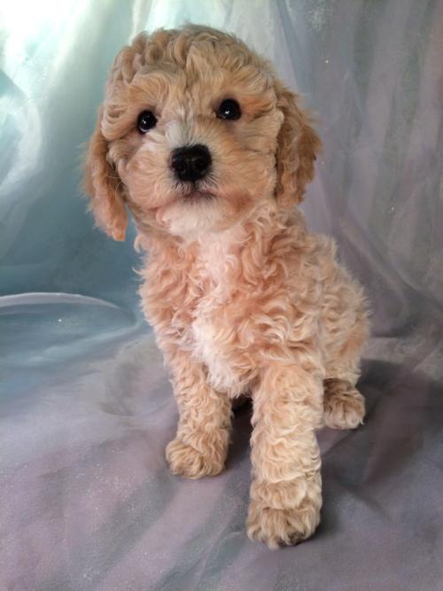 Male Cockapoo Puppy From Iowa Looking to Relocate DOB 11-23-15 Ready Now! 